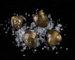 Almeja Chocolata