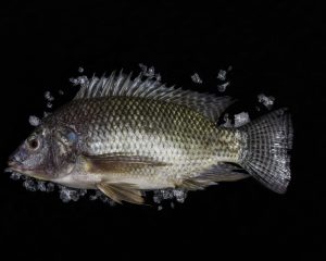 Mojarra Entera